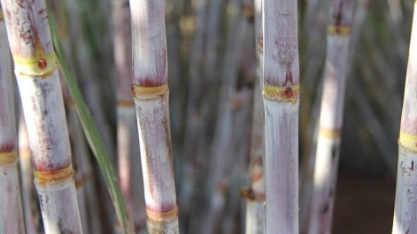 Cana que vira plástico