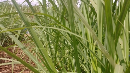 PERNAMBUCO – Técnicos visitam lavouras para atualizar safra de cana-de-açúcar