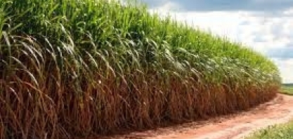 RIO DE JANEIRO – Dados da safra de cana-de-açúcar 2021/2022 são atualizados