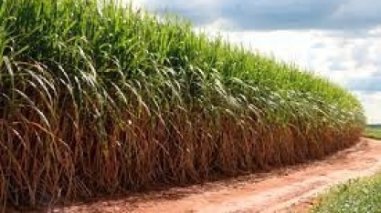 RIO DE JANEIRO – Dados da safra de cana-de-açúcar 2021/2022 são atualizados
