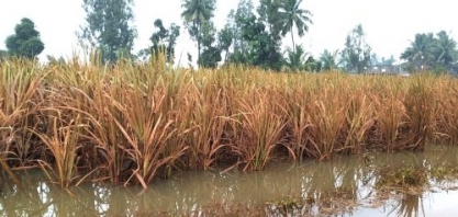 Monção na Índia atinge todo o país, diminuindo preocupações com as safras