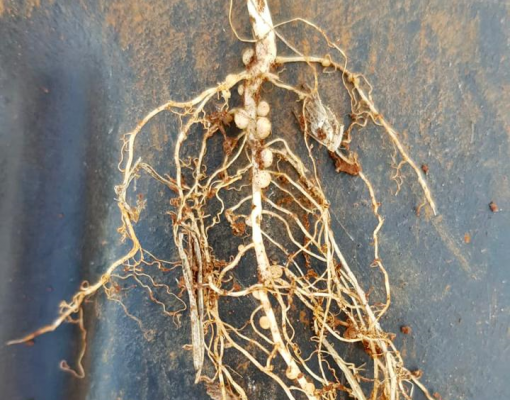 Detalhe da nodulação na raiz de soja da fazenda de Henkes
