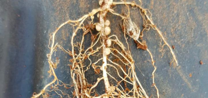 Agricultores buscam soluções customizadas que considerem a 