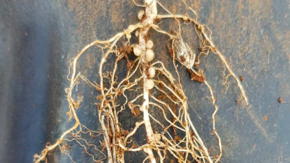 Agricultores buscam soluções customizadas que considerem a 