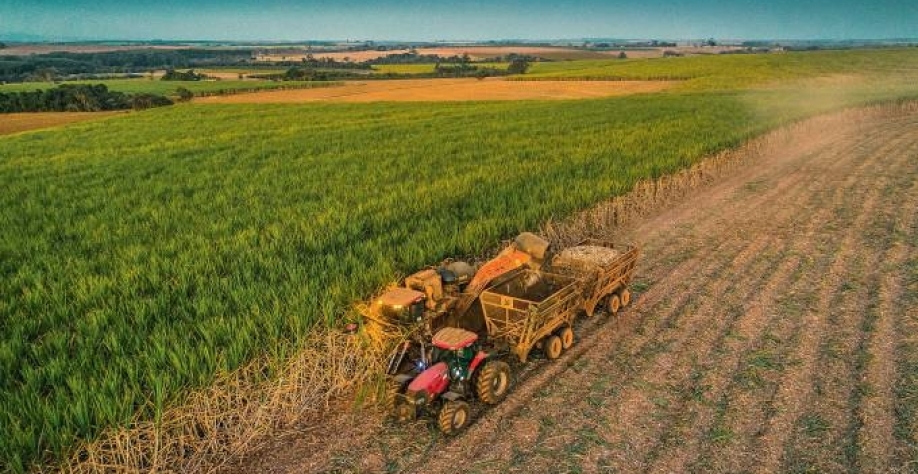 Colheita de cana em São Paulo: a produção vai aumentar 18% neste ano, alcançando 35 milhões de toneladas (Mauro Zafalon/Folhapress)