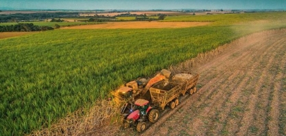 Safra de cana no Brasil pode ser menor que esperada, diz Wilmar