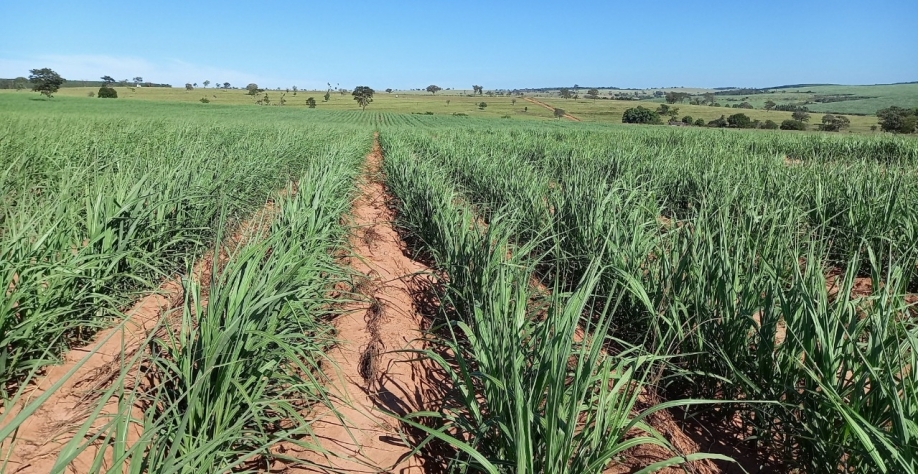 CTC9001BT é uma das variedades geneticamente modificadas do CTC que já está plantada em cerca de 150 usinas no país. Foto: Divulgação CTC