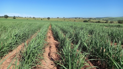 Biotecnologia será crucial para devolver competividade ao setor canavieiro nacional
