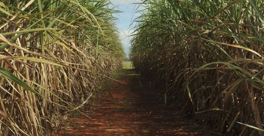 Cana-de-açúcar - Foto: Elza Fiúza