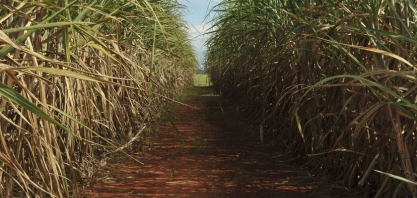 Ufal entrega seis das 21 variedades de cana-de-açúcar lançadas pela Ridesa
