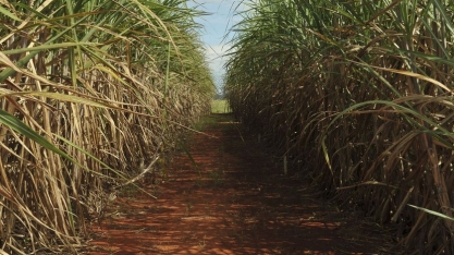 Ufal entrega seis das 21 variedades de cana-de-açúcar lançadas pela Ridesa