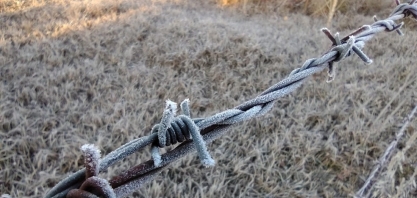 Geadas atingem cana, café e laranja, diz especialista em clima