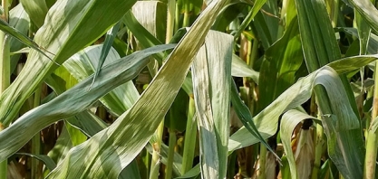 Frio intenso atinge lavouras de milho safrinha do Sul ao Centro-Oeste do país