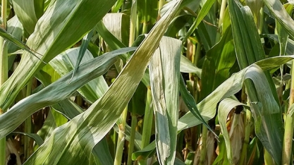 Frio intenso atinge lavouras de milho safrinha do Sul ao Centro-Oeste do país