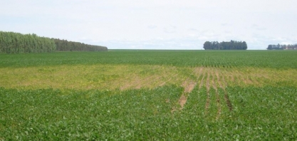 Controle de nematoides fitoparasitos: rotação de culturas é uma das indicações