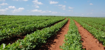 Pesquisadores sistematizam lista de produtos registrados para a cultura do amendoim