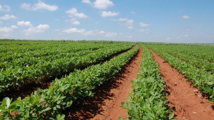 Pesquisadores sistematizam lista de produtos registrados para a cultura do amendoim