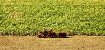Moagem de cana cresce 4,39% na segunda quinzena de junho
