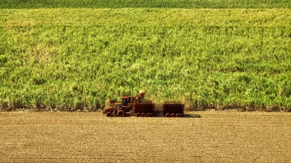 Moagem de cana cresce 4,39% na segunda quinzena de junho