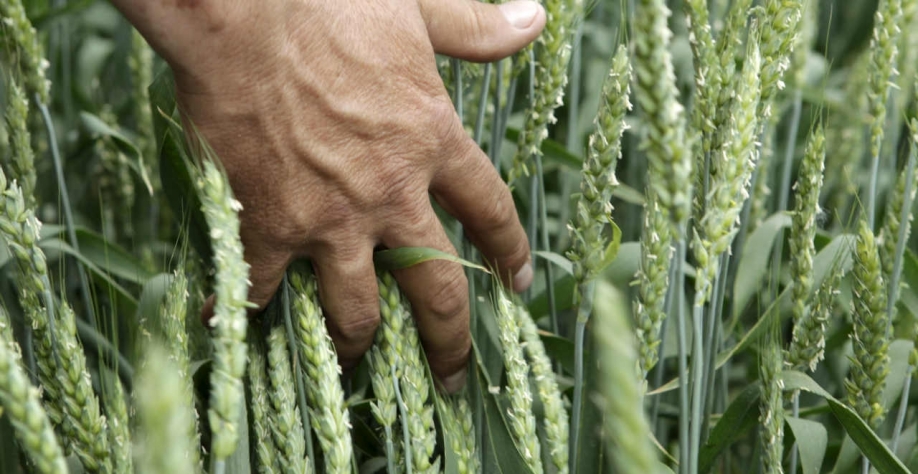Temperaturas abaixo de zero afetaram mais áreas com trigo e pode afetar produção (Imagem: REUTERS/Eduard Korniyenko)