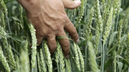 No Paraná, geadas requeimam milho, trigo e cana, e podem vir mais