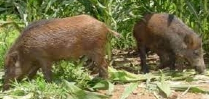 Secretaria de Agricultura e Abastecimento prorroga o prazo de início das ações sanitárias referentes ao controle dos javalis
