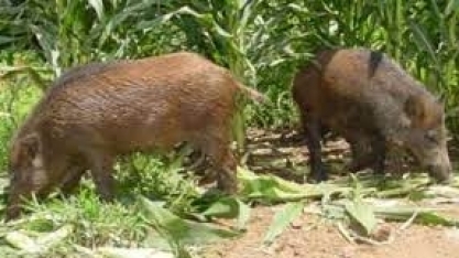 Secretaria de Agricultura e Abastecimento prorroga o prazo de início das ações sanitárias referentes ao controle dos javalis