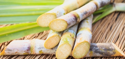 Brasil menos doce: produção de cana pode diminuir até 60% com incidência de pragas e doenças agrícolas