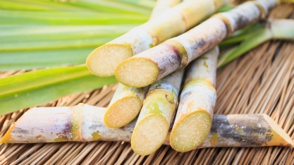 Brasil menos doce: produção de cana pode diminuir até 60% com incidência de pragas e doenças agrícolas