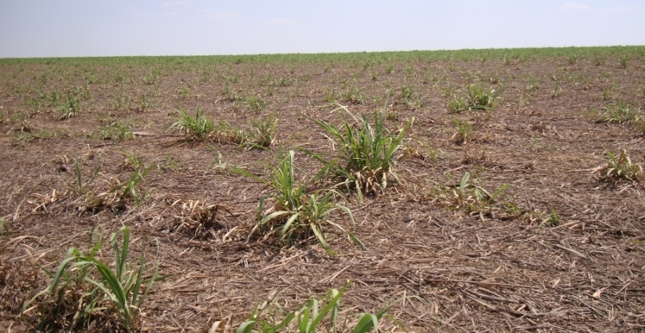 Praga já pode ser encontrada nas principais regiões canavieiras do país, como São Paulo, Minas Gerais, Goiás, Mato Grosso do Sul e Paraná. Foto: Global Cana