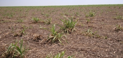 Os “10 Mandamentos” para excelência no Manejo Integrado de Sphenophorus levis em cana-de-açúcar