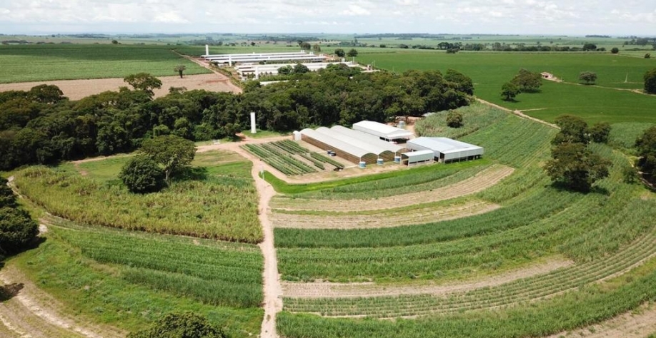  Com a certificação e o selo, a Spin visa expandir mercado e aumentar sua competitividade no setor, ressaltando que os selos não alteram o custo unitário das mudas. Foto: Divulgação Spinagro