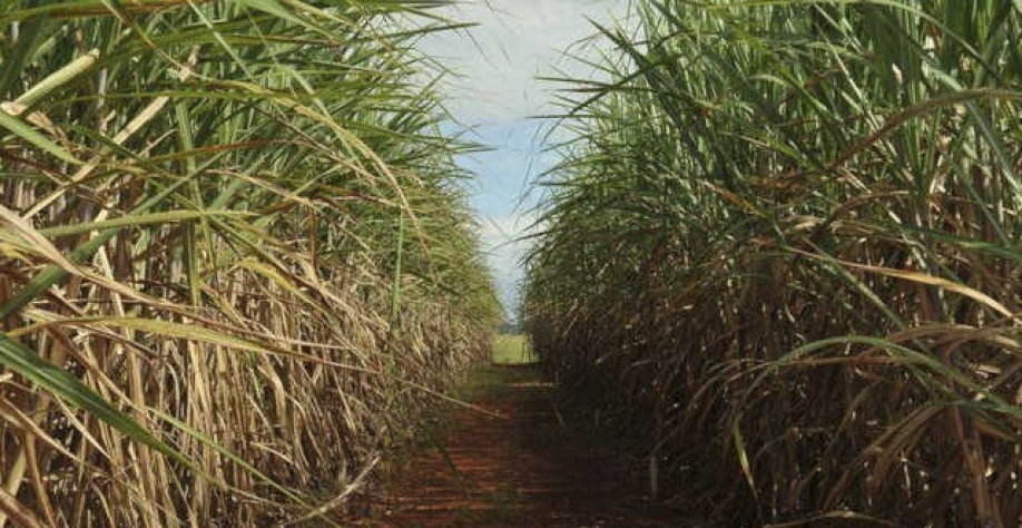 Lavoura resistente, a cana pode sentir de várias maneiras a geada em diferentes graus de impacto (Imagem: Agência Brasil/Elsa Fiuza)