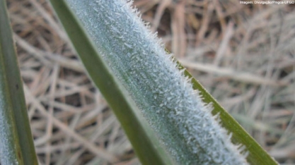 Noite mais fria em 20 anos atinge em cheio canavial da principal região produtora de cana do País