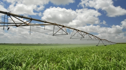 Usina Caeté irriga 60% de seus canaviais e longevidade média salta para 11 cortes