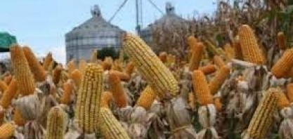 Usinas mantêm produção de etanol em alta, apesar da valorização do milho