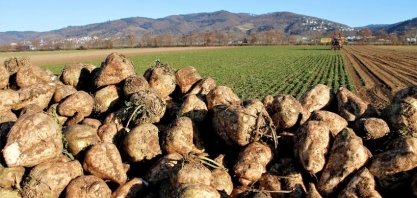 CEO da Suedzucker espera recuperação no mercado de açúcar com recuo da pandemia