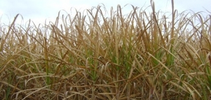 Efeito da geada não termina em 2021