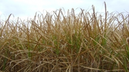 Efeito da geada não termina em 2021