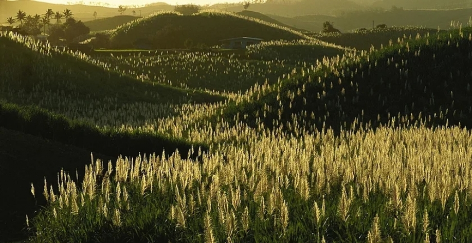A Rede Interuniversitária para o Desenvolvimento do Sucroenergético, foi formada por um convênio de cooperação técnica - Foto: Assessoria