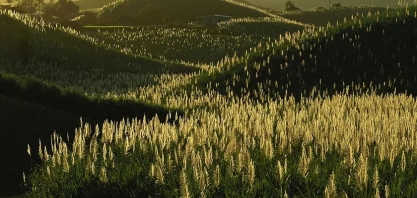 Melhoramento Genético: Ridesa libera 21 novas variedades de cana-de-açúcar RB