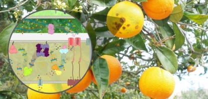 Praga da citricultura se revela aliada na produção de biorrenováveis