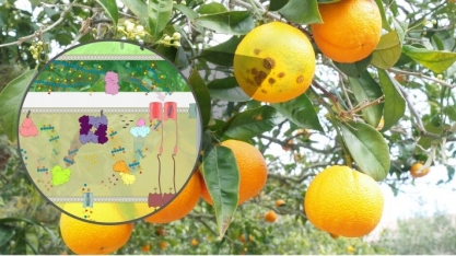 Praga da citricultura se revela aliada na produção de biorrenováveis