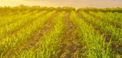 UFPR lança novas cultivares de cana-de-açúcar