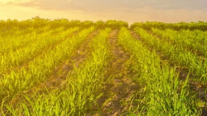 UFPR lança novas cultivares de cana-de-açúcar