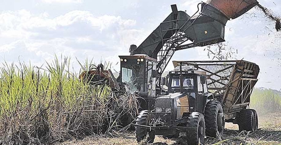 A colheita de cana-de-açúcar na safra deste ano no Estado será 8% menor do que a anterior | Crédito: Divulgação
