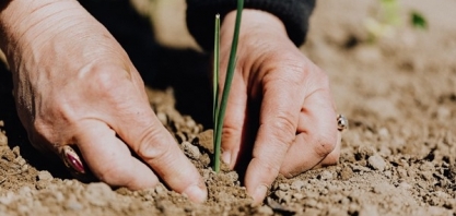 Secretaria de Agricultura e Abastecimento de SP realiza curso para habilitar engenheiros agrônomos para certificação fitossanitária