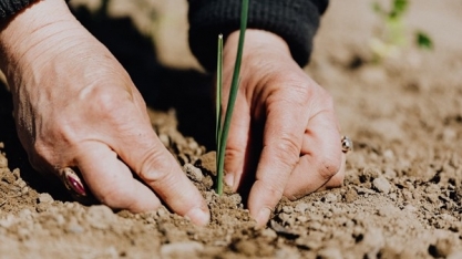 Secretaria de Agricultura e Abastecimento de SP realiza curso para habilitar engenheiros agrônomos para certificação fitossanitária