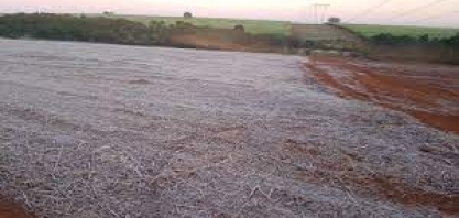  Análise da equipe agro do Itaú BBA sobre o impacto das geadas