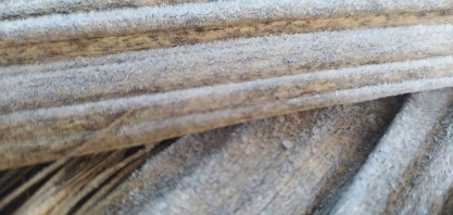 Geadas atingem canaviais de São Paulo, Paraná e Mato Grosso do Sul